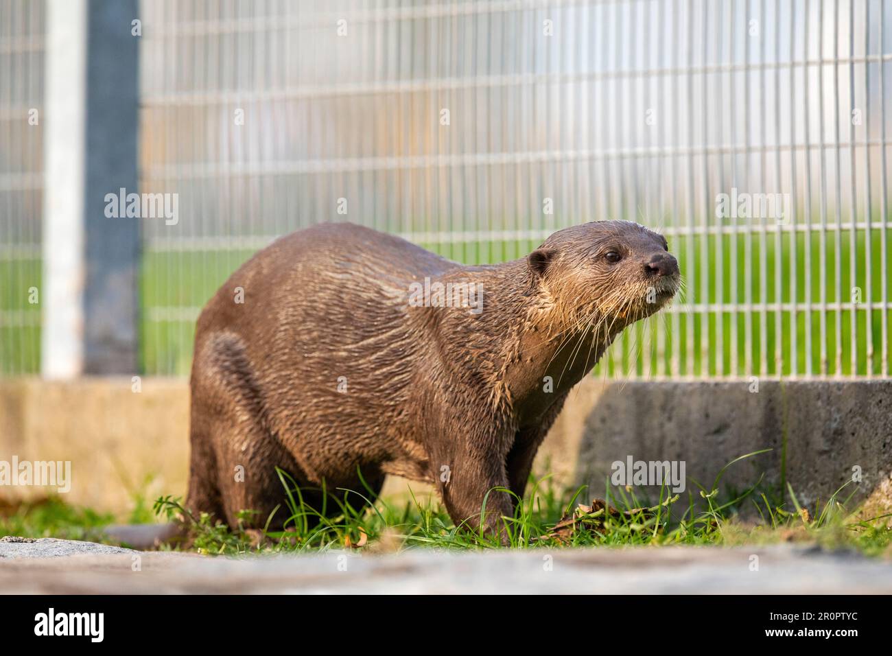 A member of a family of four smooth coated otters following the scent of a rival family along the bank of a reservoir, Singapore Stock Photo