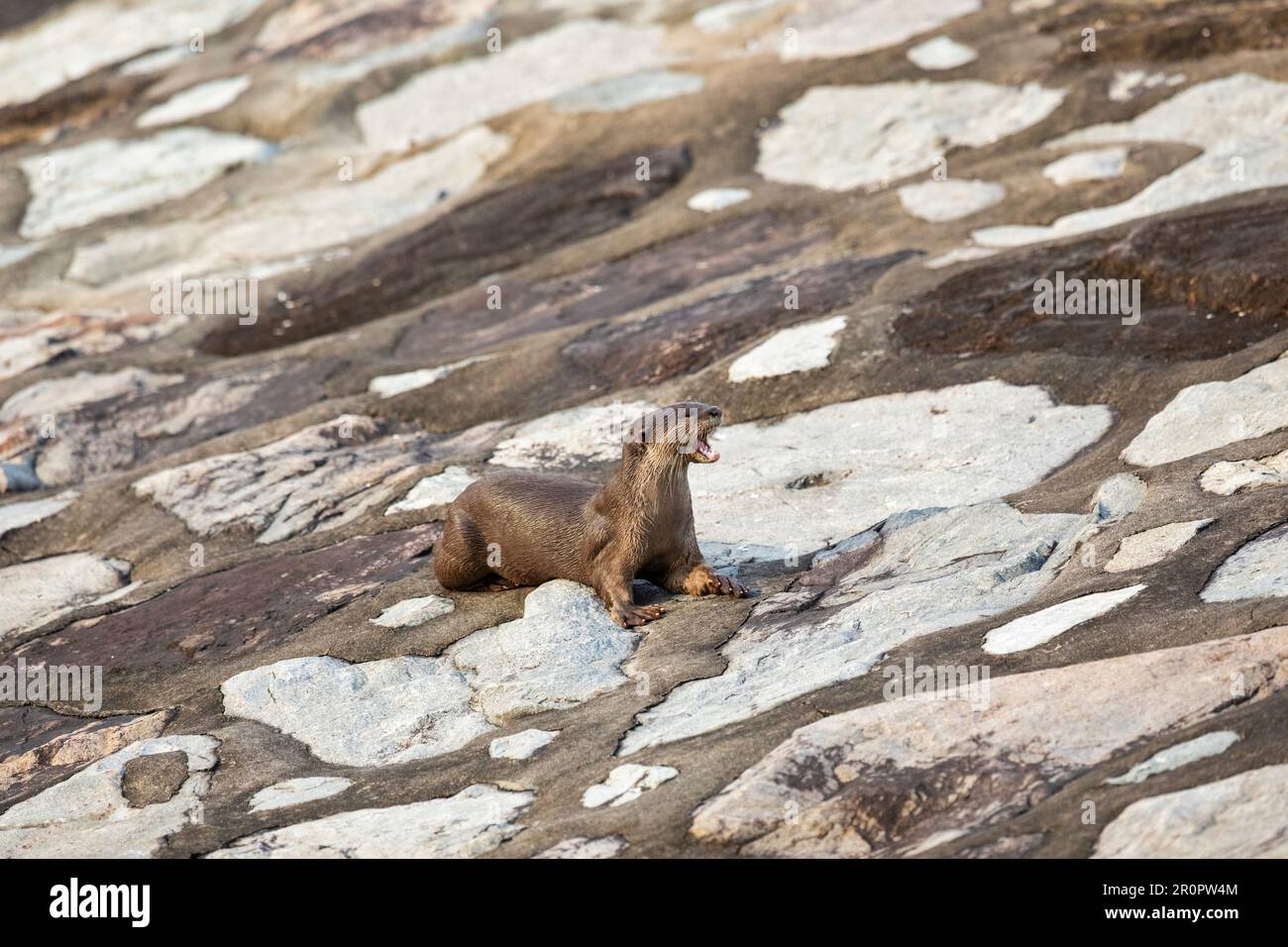 A member of a family of four smooth coated otters yawns while resting on the bank of a reservoir, Singapore Stock Photo