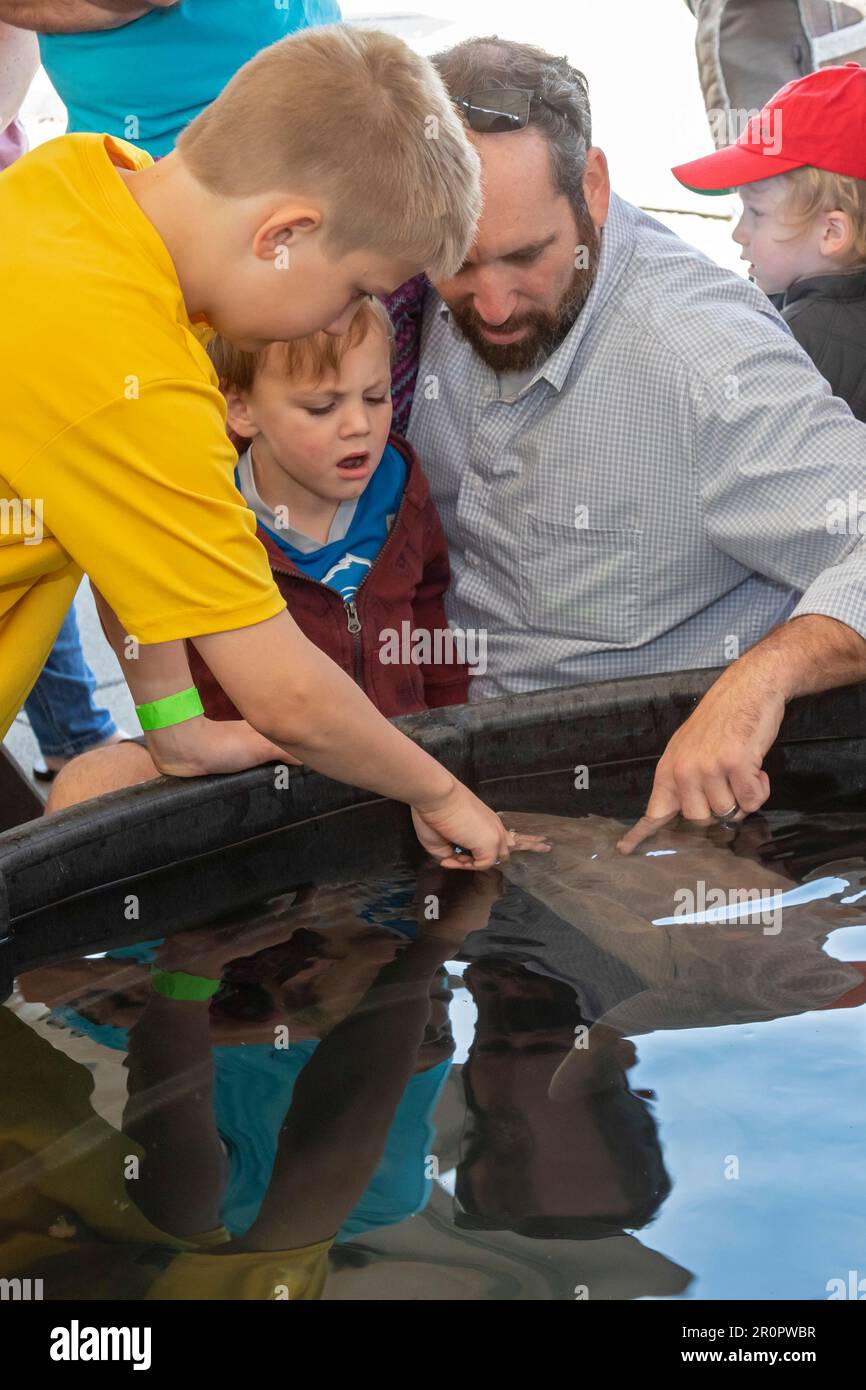 Detroit, Michigan - The U.S. Fish and Wildlife Service held 'Sturgeon Day' at Milliken State Park. They displayed a lake sturgeon (Acipenser fulvescen Stock Photo