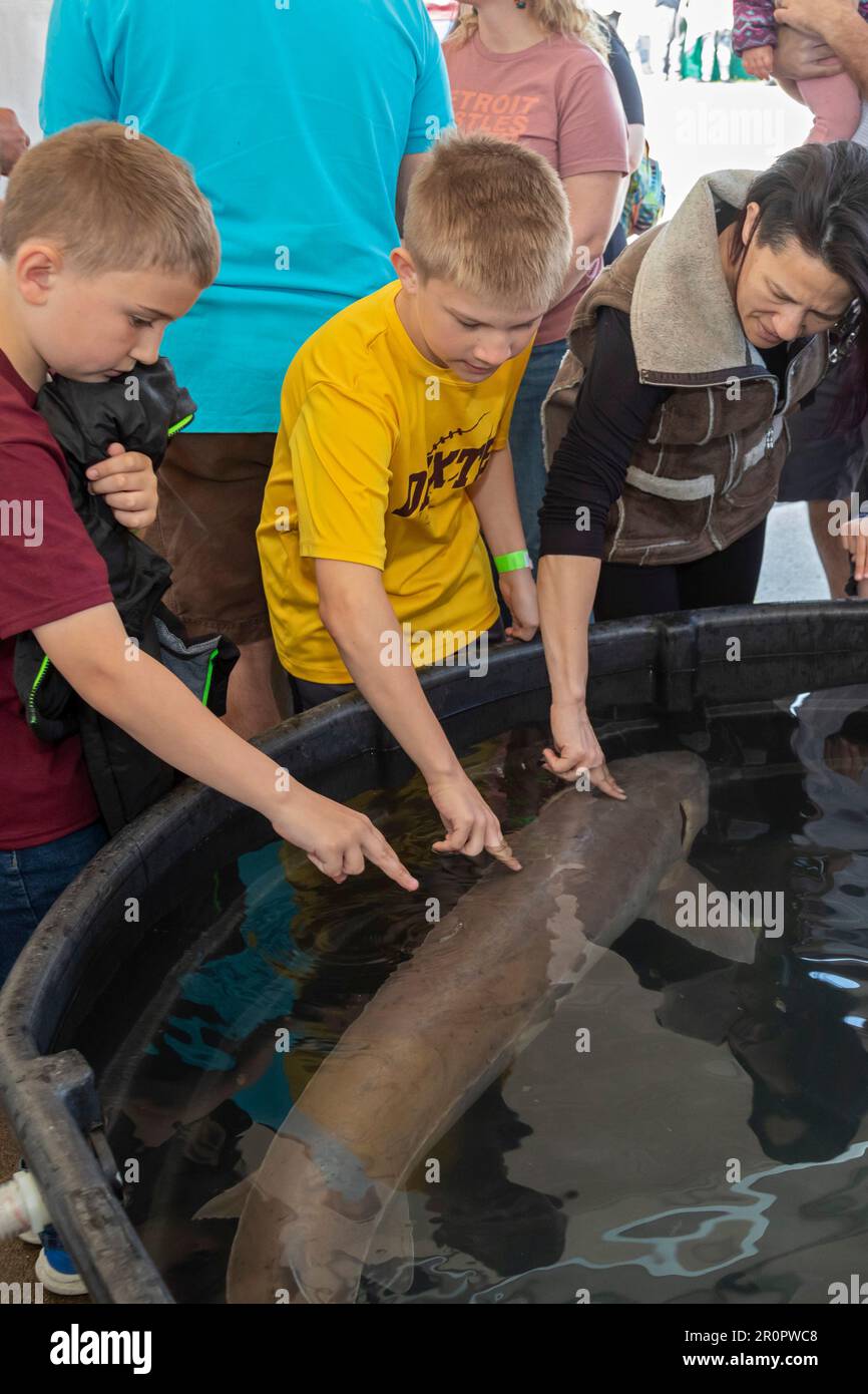 Detroit, Michigan - The U.S. Fish and Wildlife Service held 'Sturgeon Day' at Milliken State Park. They displayed a lake sturgeon (Acipenser fulvescen Stock Photo