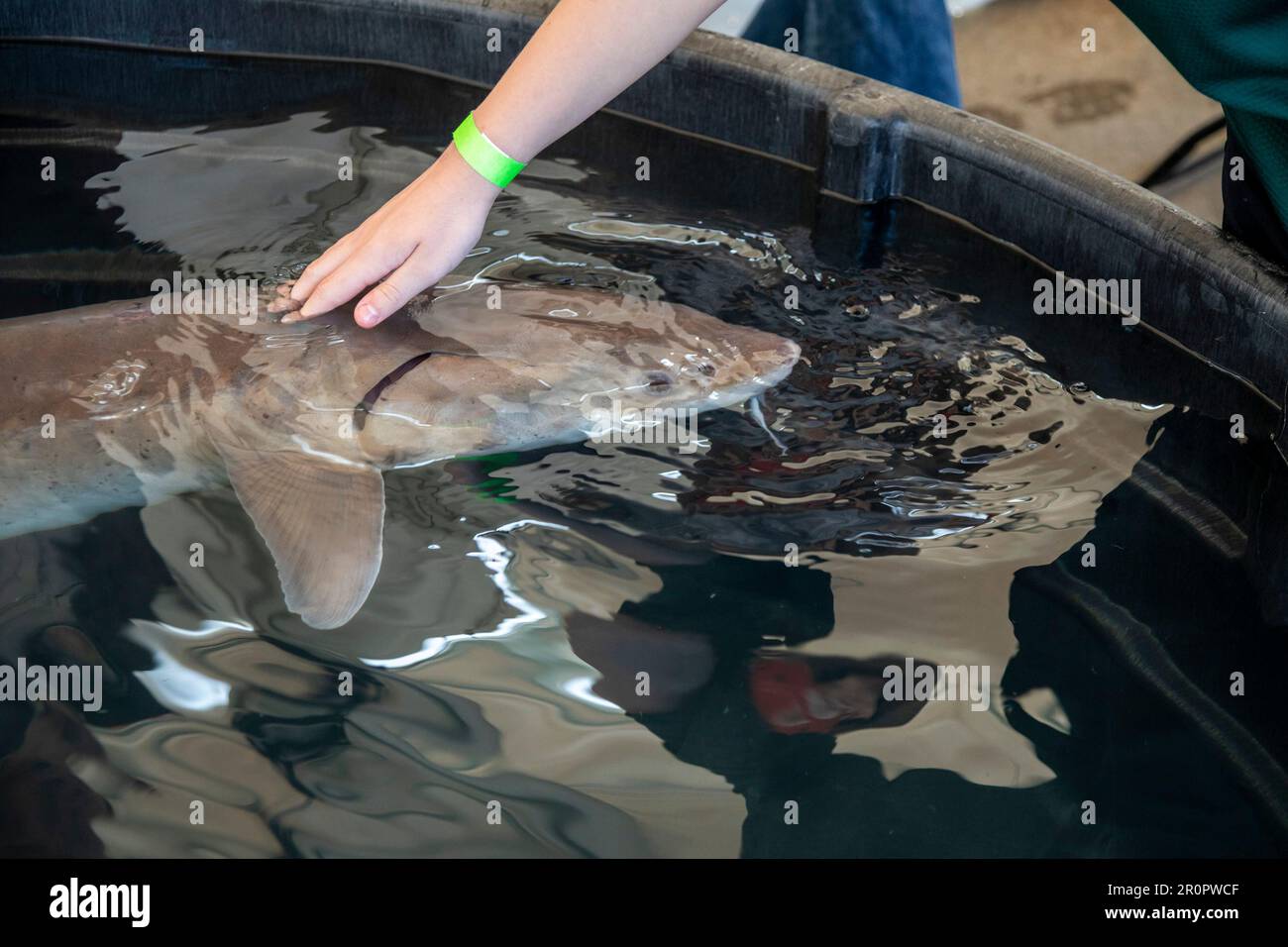 Detroit, Michigan - The U.S. Fish and Wildlife Service held 'Sturgeon Day' at Milliken State Park. They displayed a lake sturgeon (Acipenser fulvescen Stock Photo