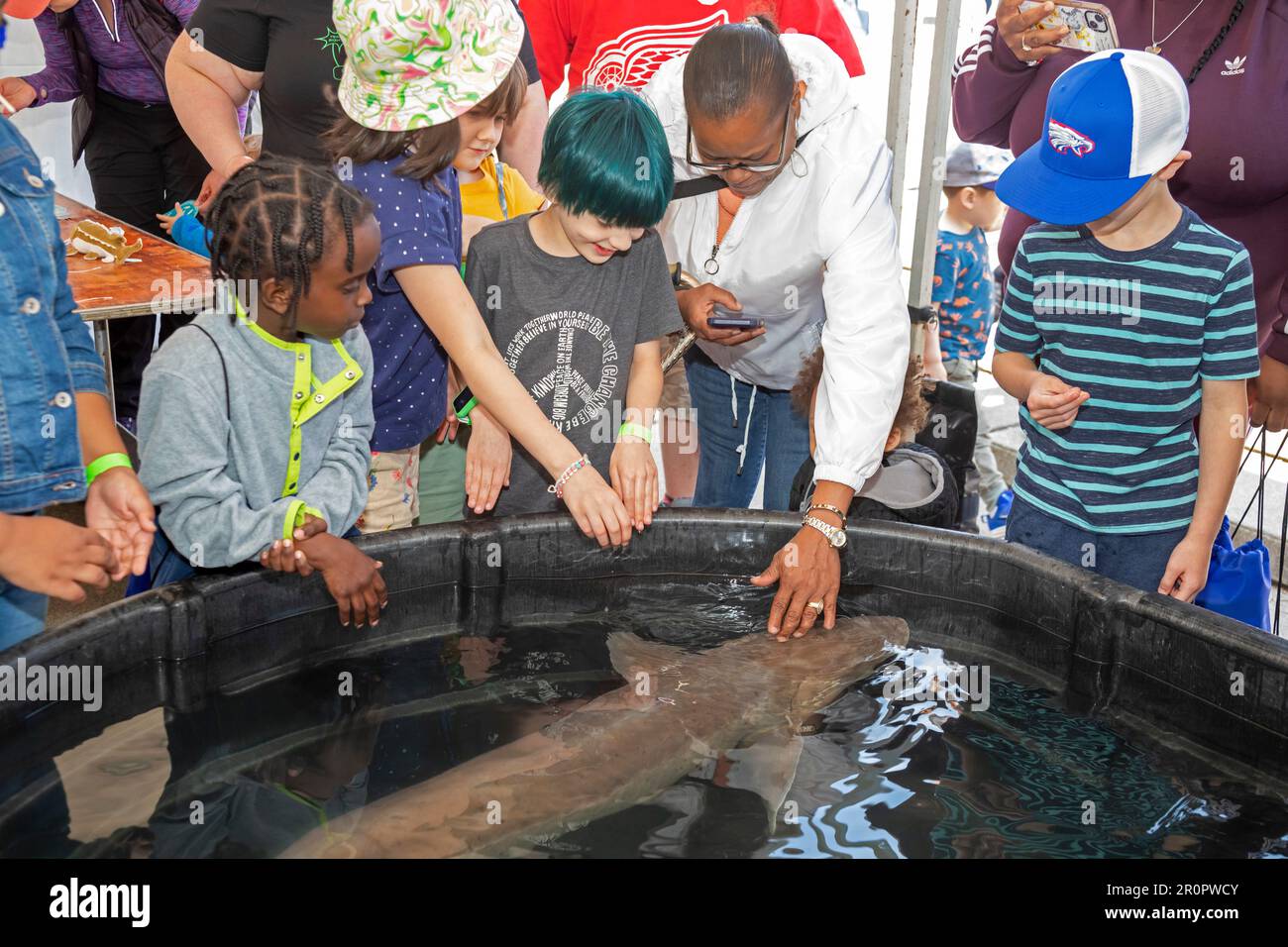 Detroit, Michigan - The U.S. Fish and Wildlife Service held 'Sturgeon Day' at Milliken State Park. They displayed a lake sturgeon (Acipenser fulvescen Stock Photo