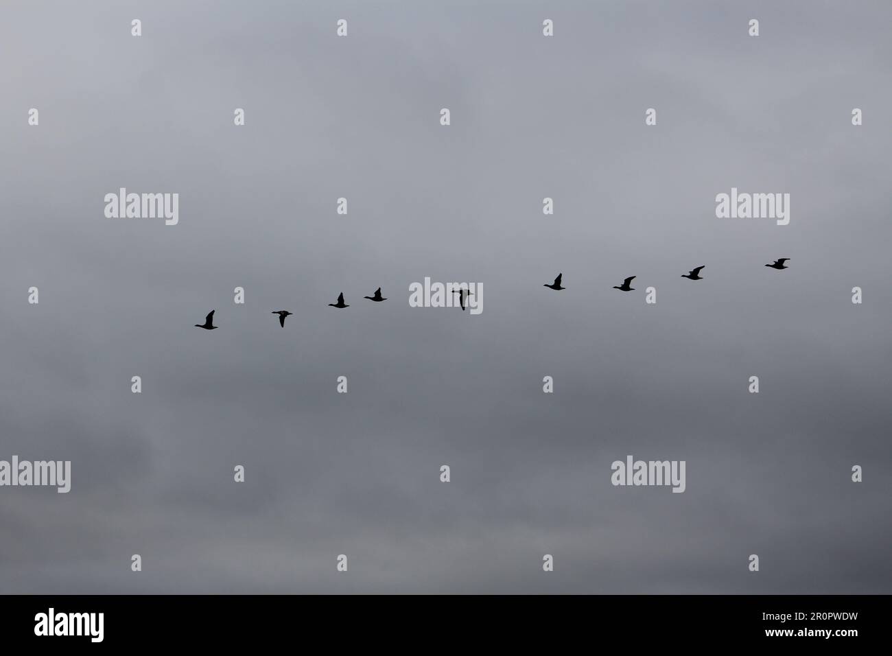 silhouette of a line of Canada goose (Branta canadensis) flying on a ...