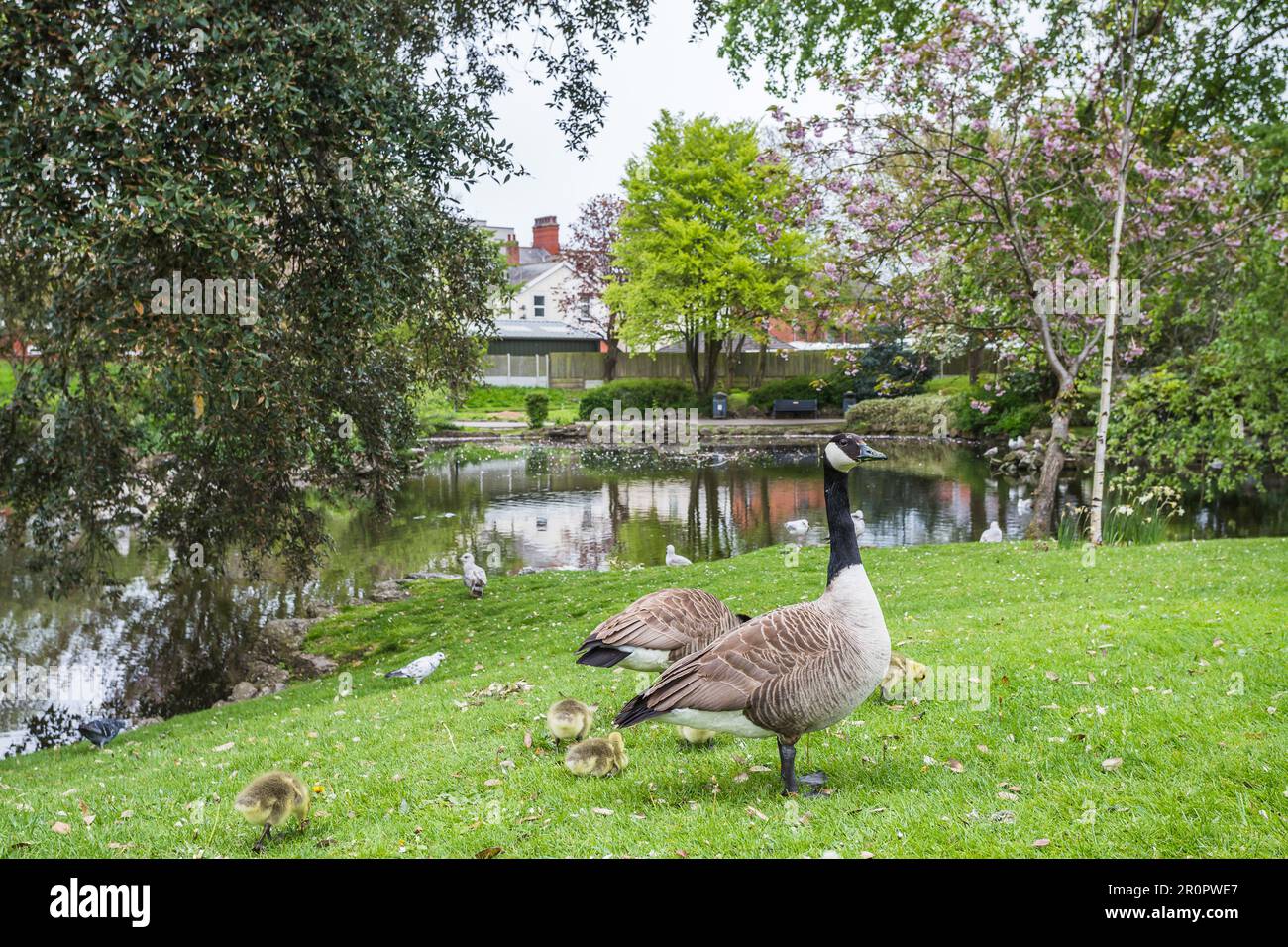 Two Canadian Geese protecting their young gosling chicks at Ashton