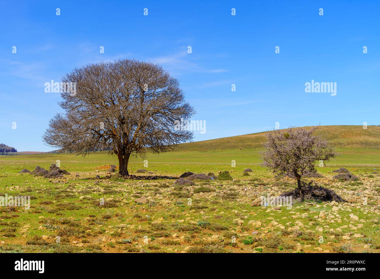 View of a lone tree, in the Middle Atlas Mountains, Morocco Stock Photo