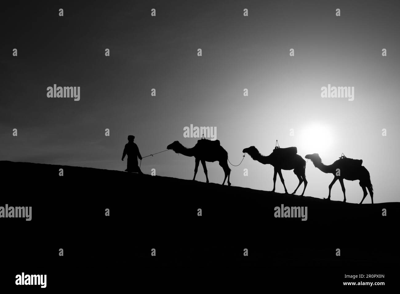 Sunrise silhouette of camels and handler, in the sand dunes of Merzouga, the Sahara Desert, Morocco Stock Photo