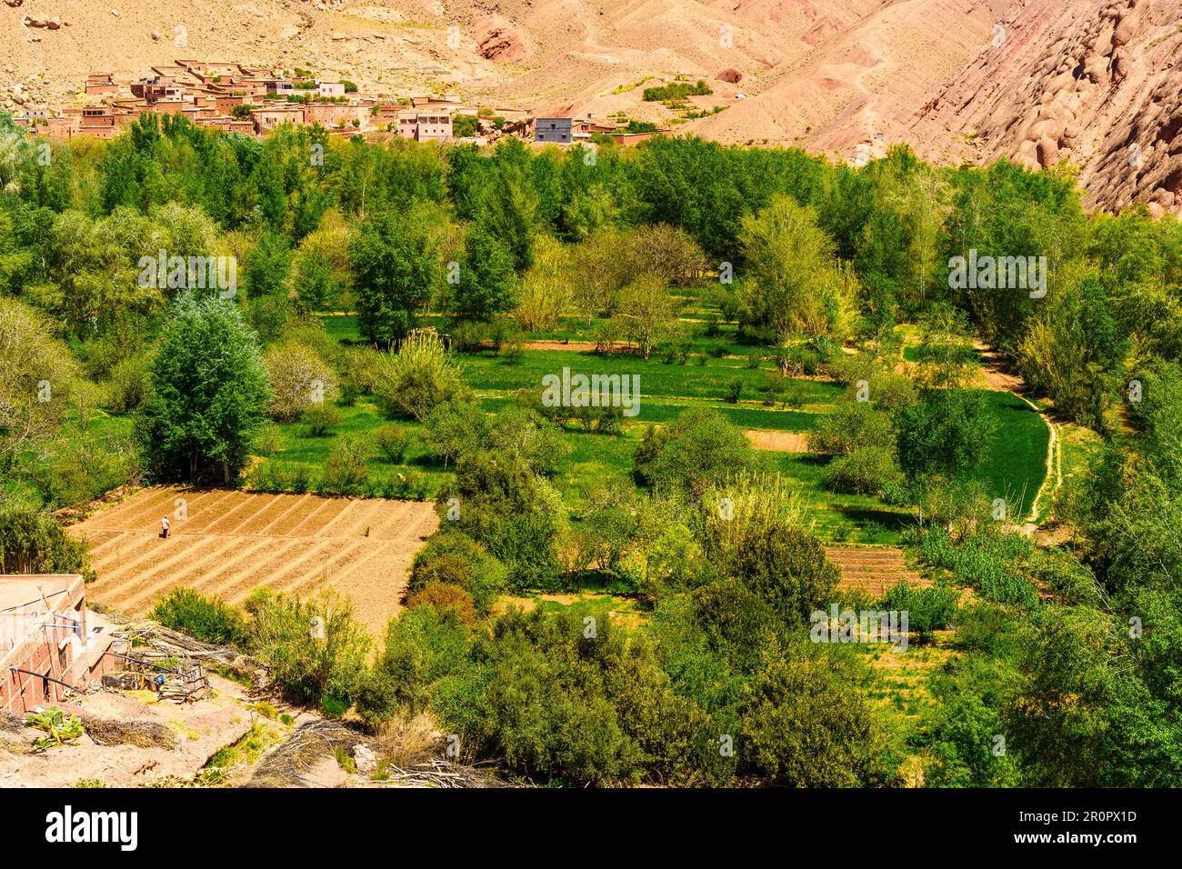 View of agricultural field in the Dades Gorge, the High Atlas Mountains, Central Morocco Stock Photo