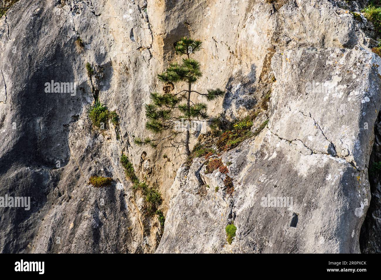 The Fondry-des-chiens is nested in the Viroin-Hermeton natural park near Nismes and is a unique protected site. | Le Fondry des Chiens est un site nat Stock Photo