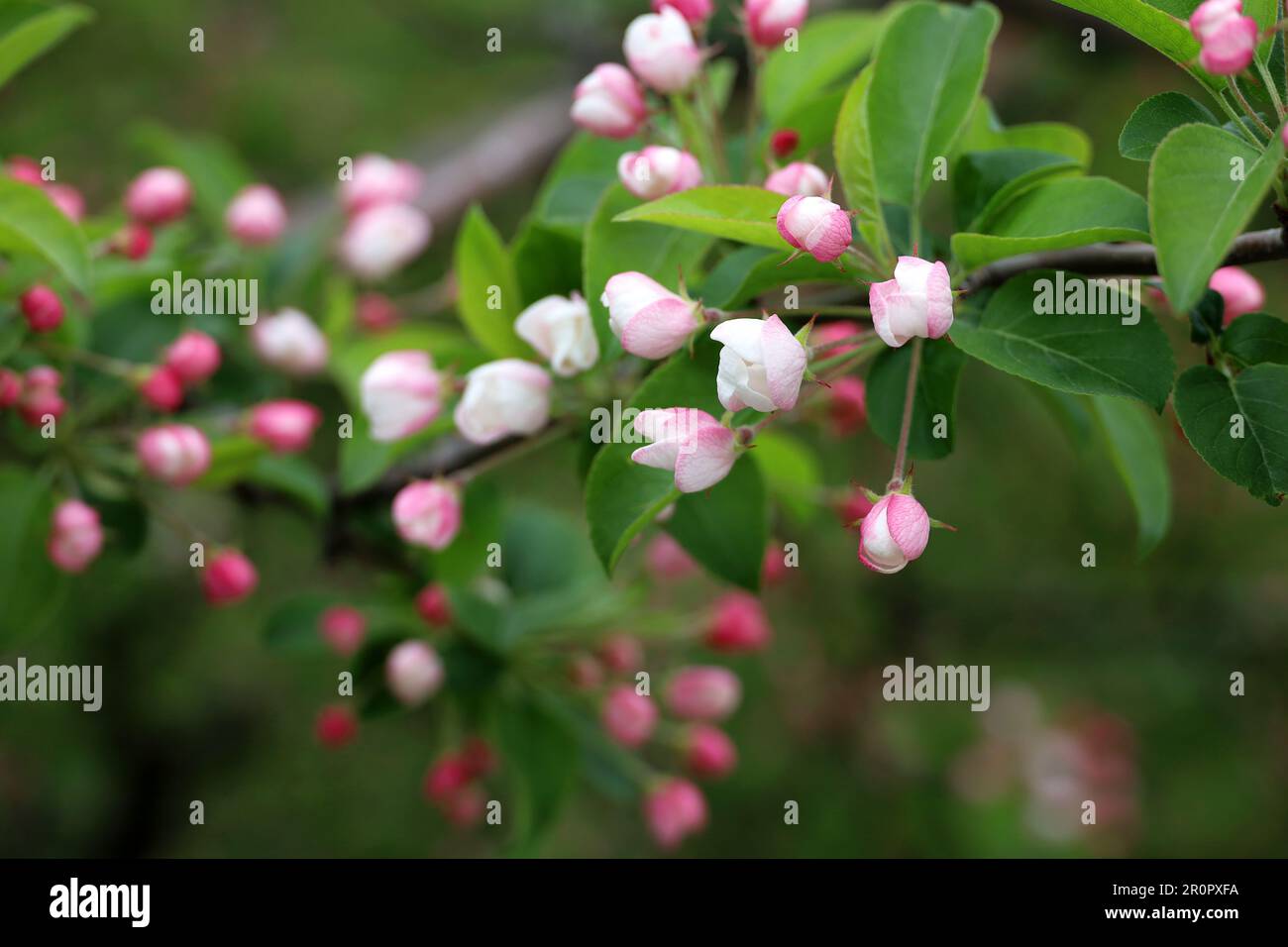 Apple blossom on a branch in spring garden. Pink and white buds with green leaves Stock Photo