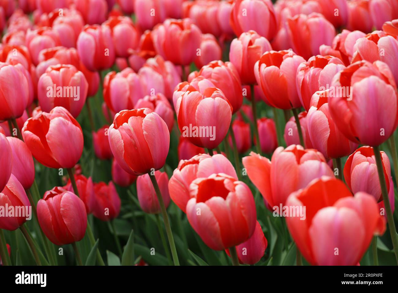 Red tulip flowers, spring background. Field of blooming tulips, selective focus Stock Photo