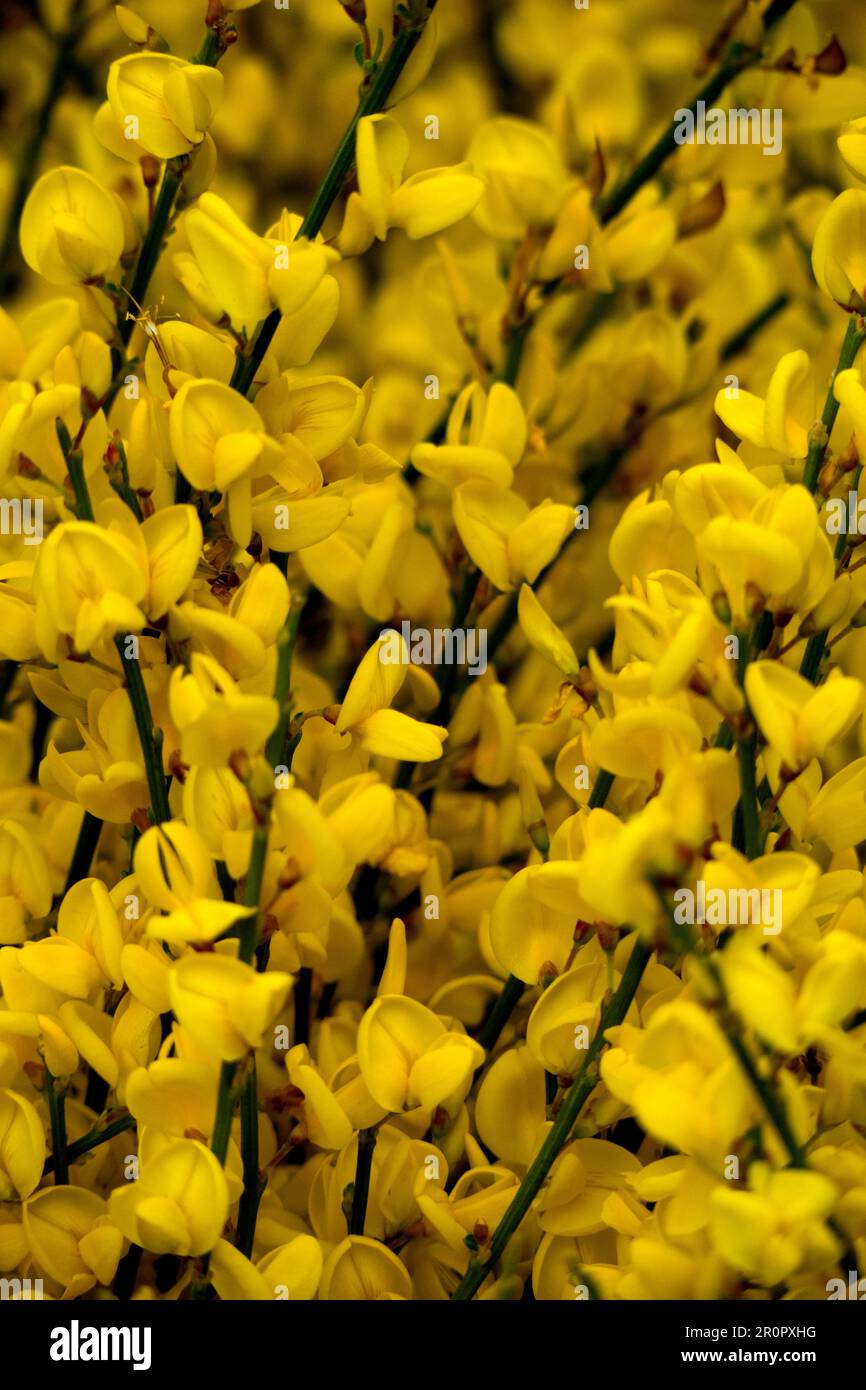 Broom yellow flowers Stock Photo