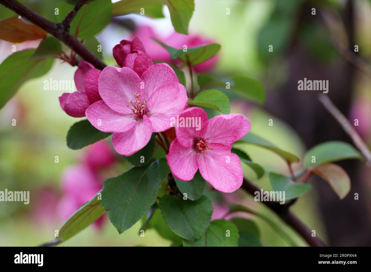 Apple blossom on a branch in spring garden. Red flowers with green leaves Stock Photo