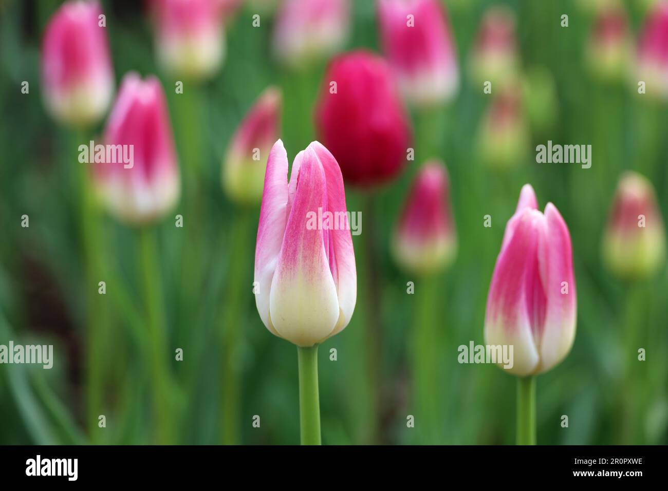 Pink tulip flowers, spring background. Field of blooming tulips, selective focus Stock Photo