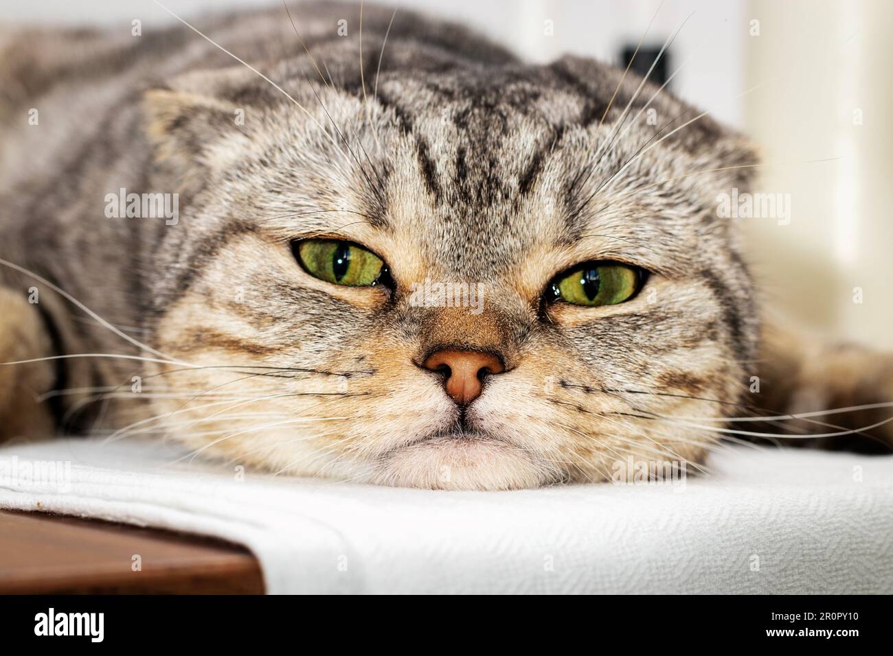 Closeup portrait of Scottish purebred cat lying down on table. Stock Photo