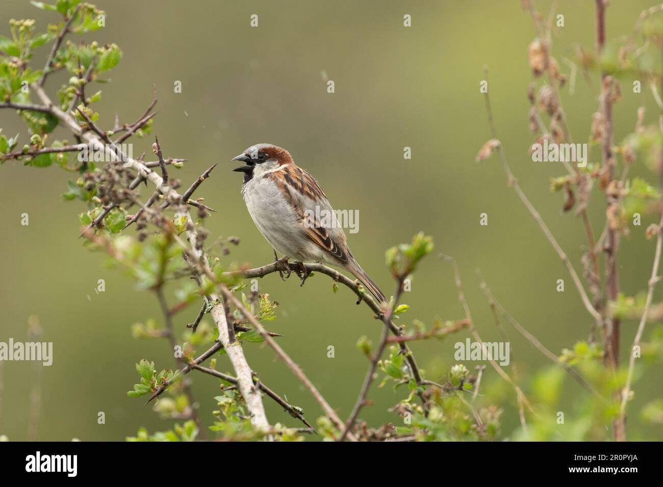A house sparrow (Passer domesticus) sings, perched on a hawthorn tree. Stock Photo