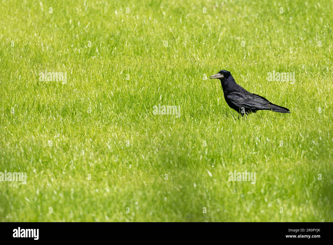 A rook (corvus frugilegus) sits in a grass field Stock Photo