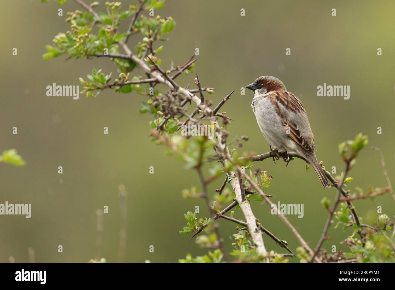 A house sparrow (Passer domesticus), perched on a hawthorn tree. Stock Photo