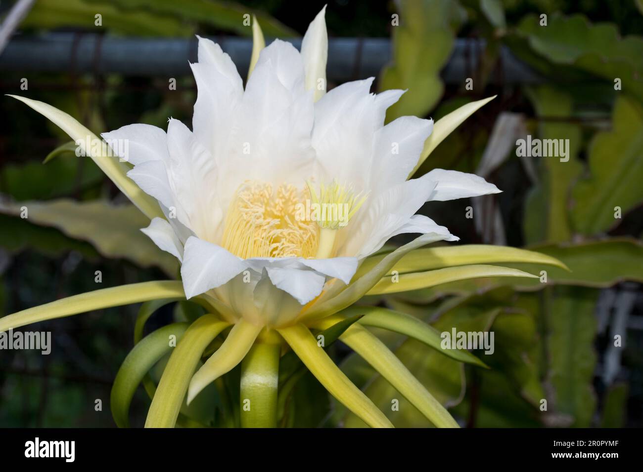Dragon fruit plant starts to burst into pretty white flowers in the summer or autumn evenings Stock Photo