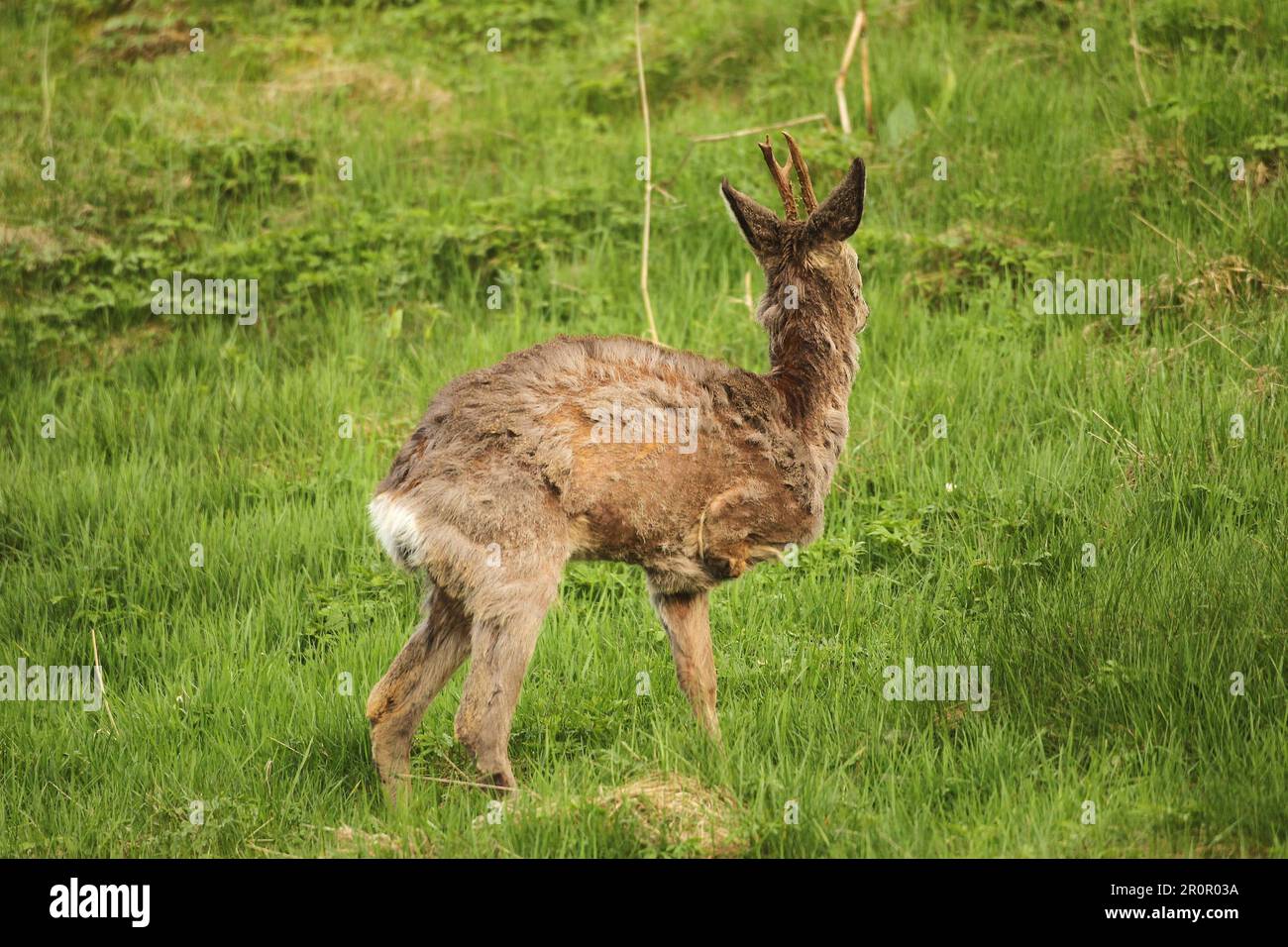 European roe deer (Capreolus capreolus) buck in winter coat with only