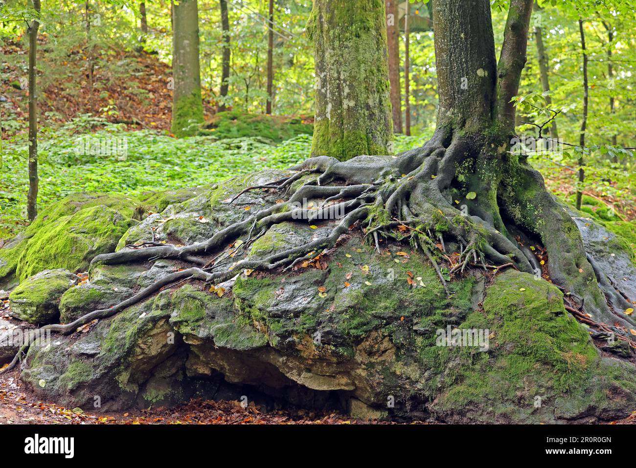 Tree root growing over rocks, Bavarian Forest, Bavaria, Germany Stock ...