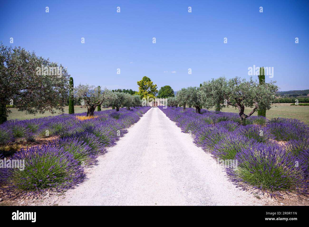 Provence, France. Lavander field during summer season Stock Photo