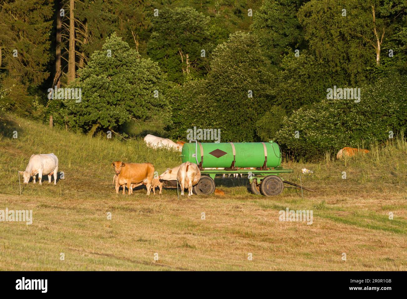 Herd of cows in the pasture Stock Photo