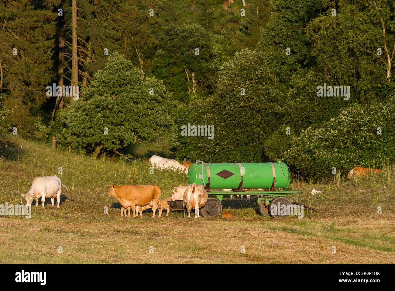 Herd of cows in the pasture Stock Photo