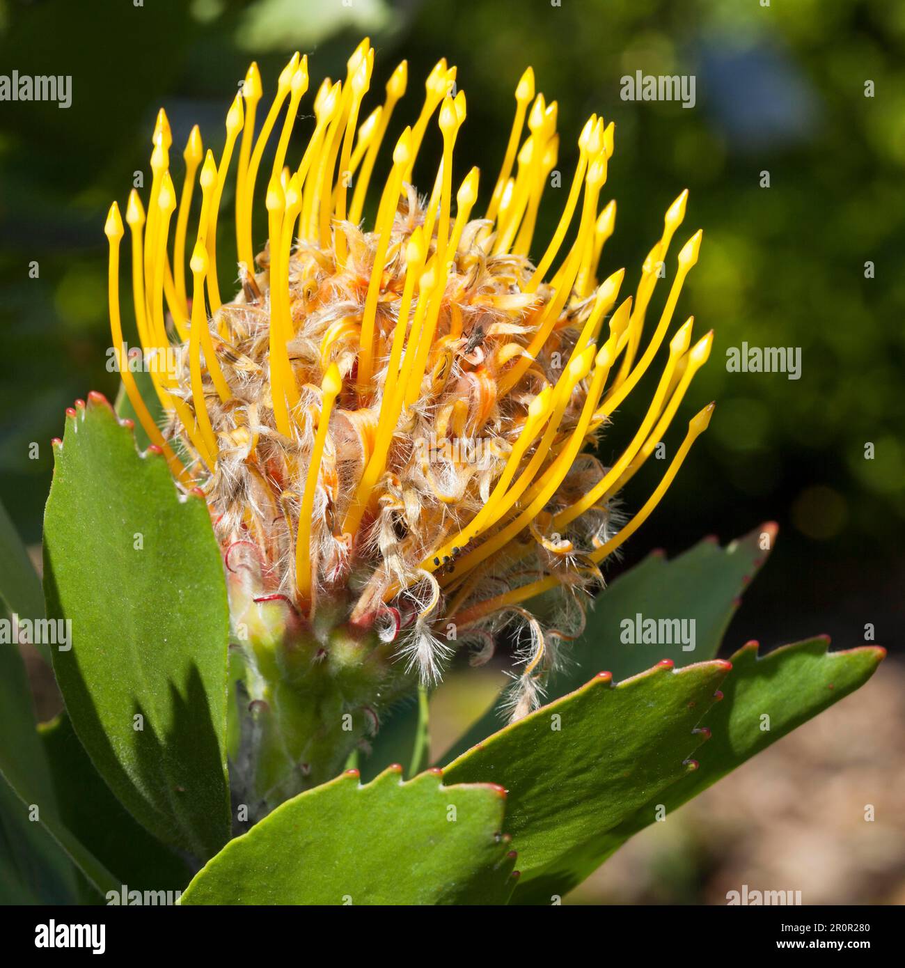 Tree tree pincushion (Leucospermum conocarpodendron), Pincushion Protea Stock Photo