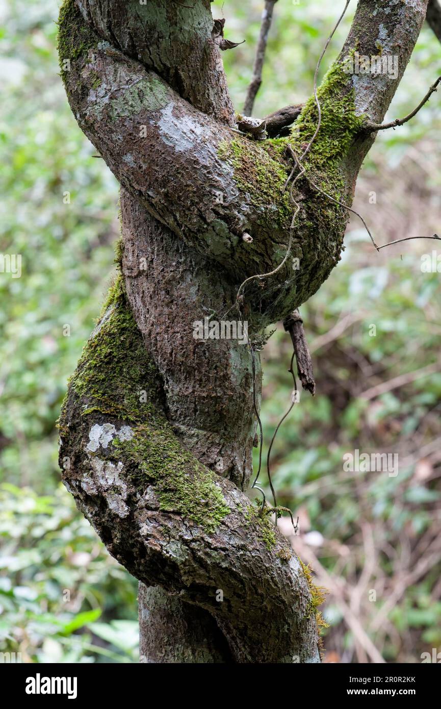 Twisted tree trunk hires stock photography and images Alamy