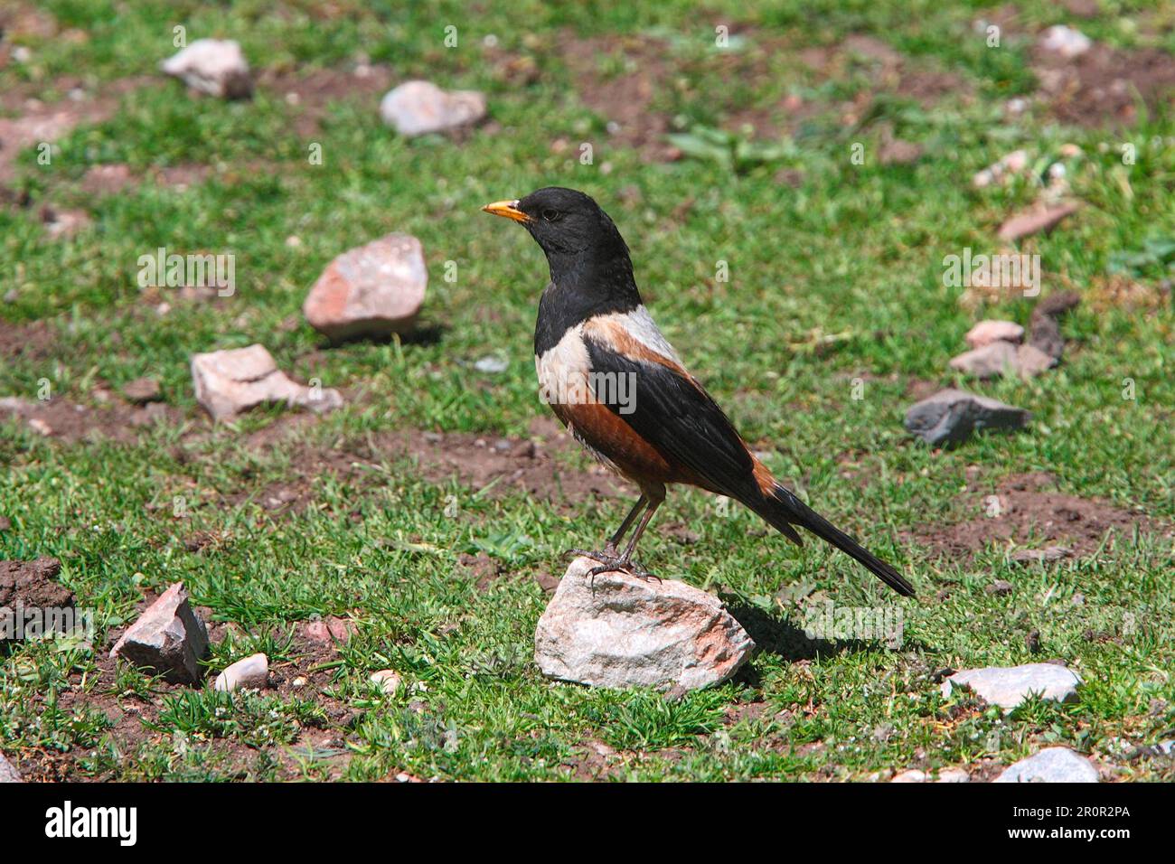 Kessler's Thrush (Turdus kessleri) adult, standing on stone, Qinghai Province, Tibetan Plateau, China Stock Photo