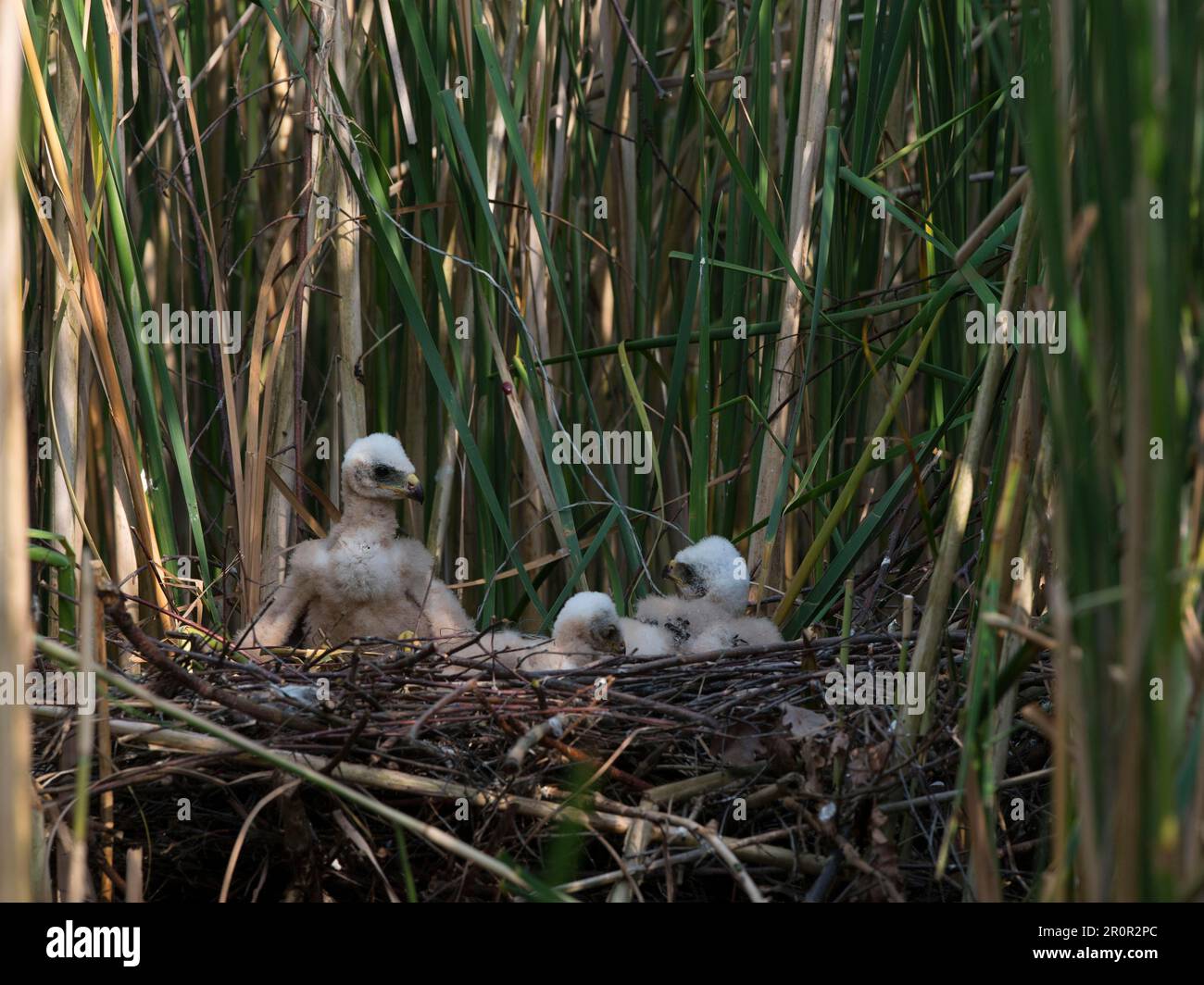 Western marsh harrier (Circus aeruginosus), nest with chicks Stock Photo