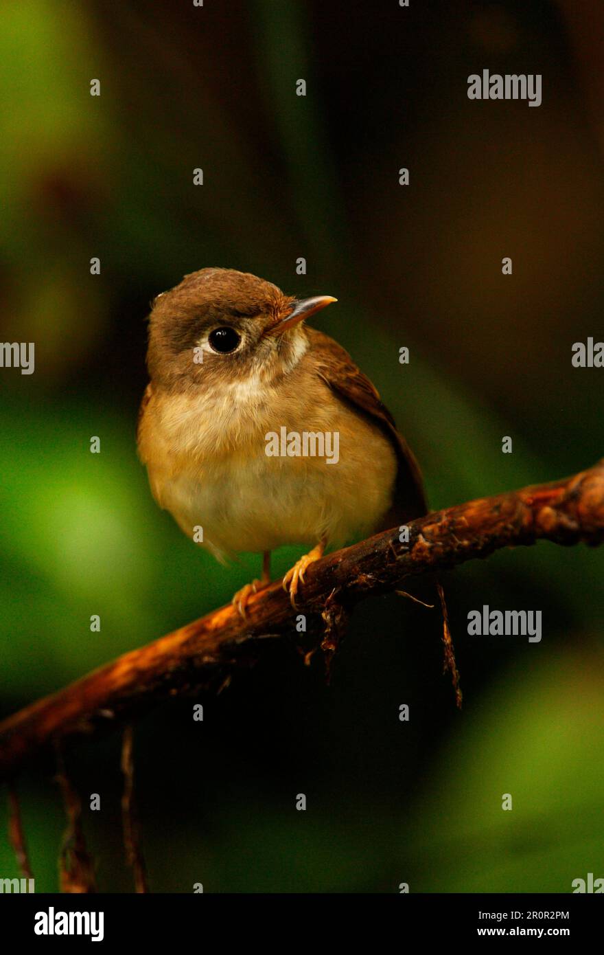 Adult brown-breasted tyrant (Muscicapa muttui), sitting on a branch ...