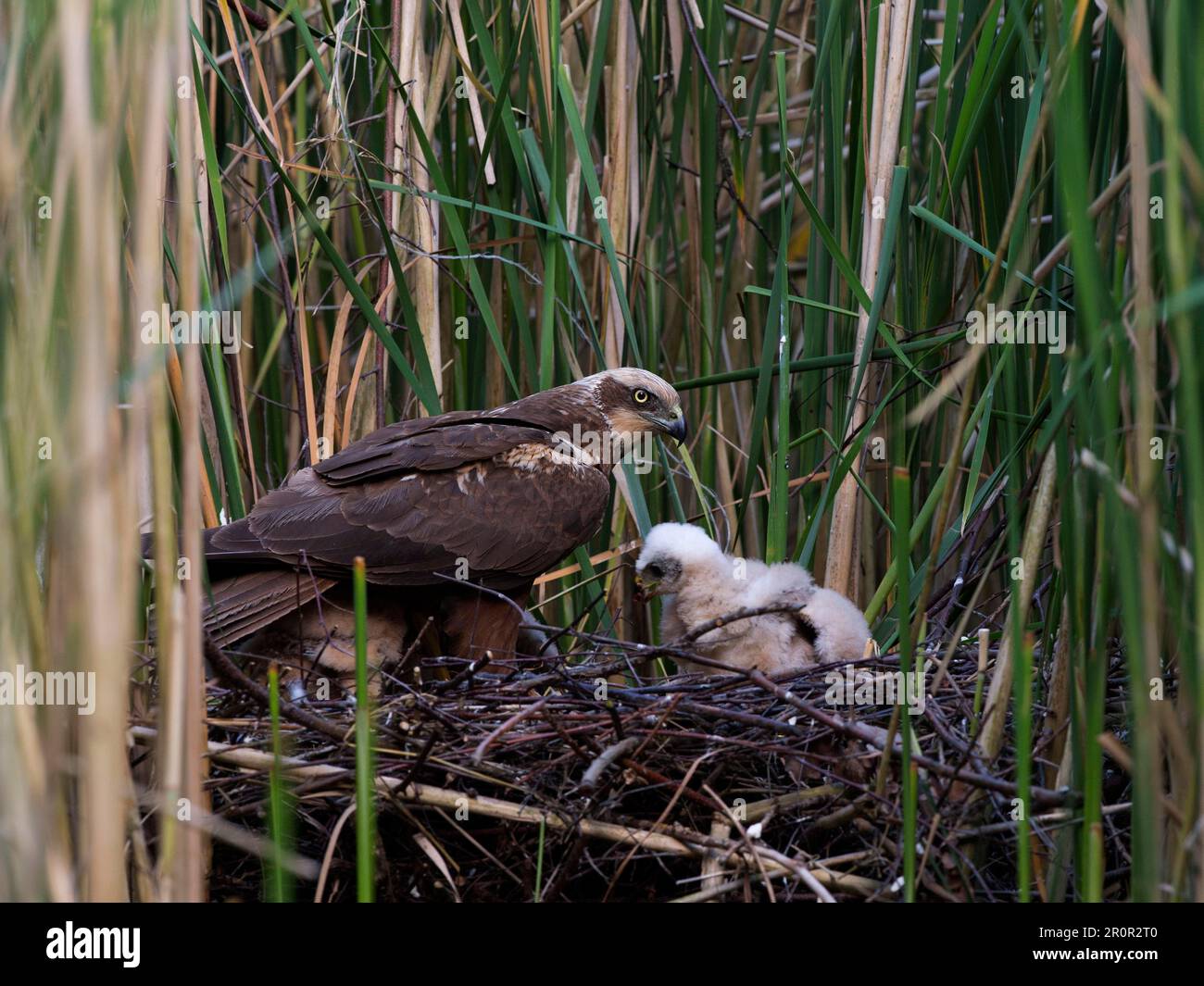 Western marsh harrier (Circus aeruginosus), at the nest with chicks Stock Photo