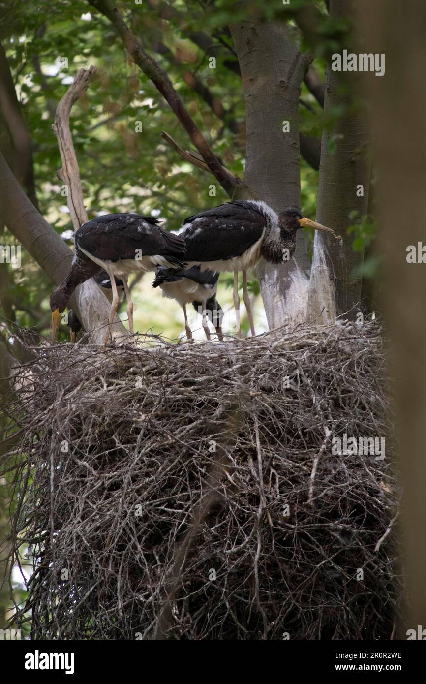 Black storks (Ciconia nigra) at the nest Stock Photo