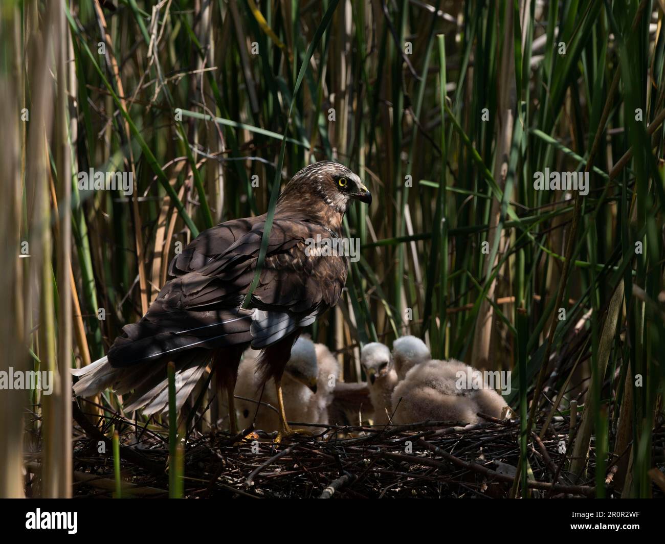 Western marsh harrier (Circus aeruginosus), at the nest with chicks Stock Photo