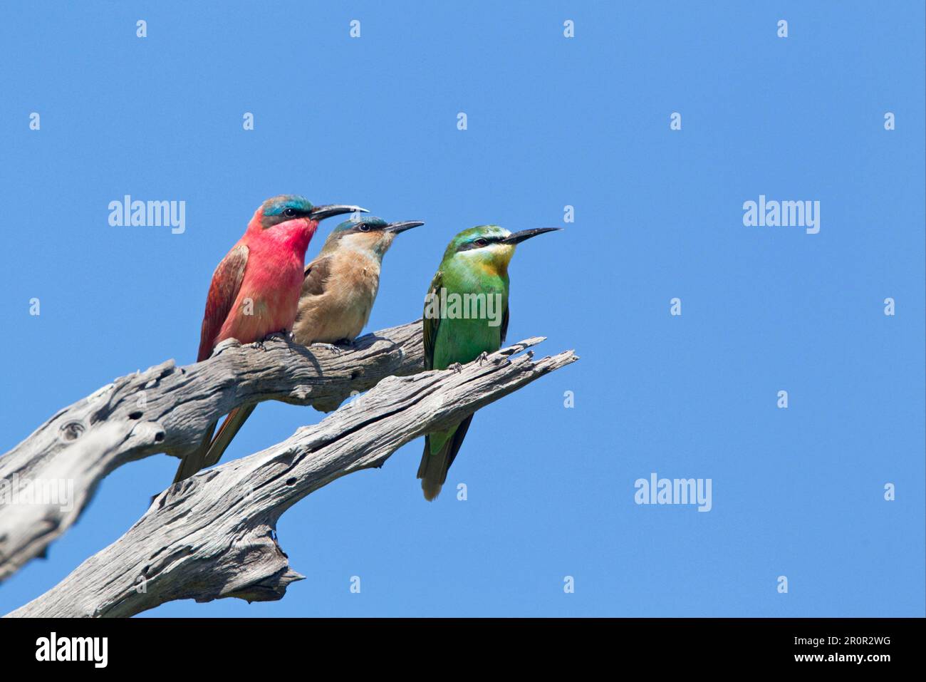 Southern southern carmine bee-eater (Merops nubicoides) adult and immature, with blue-cheeked bee-eater (Merops persicus) adult, sitting on dead Stock Photo