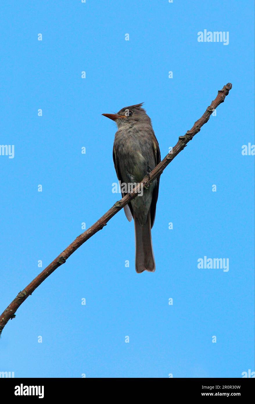 Slaty Elaenia (Elaenia strepera) adult male, sitting on a branch, Salta, Argentina Stock Photo