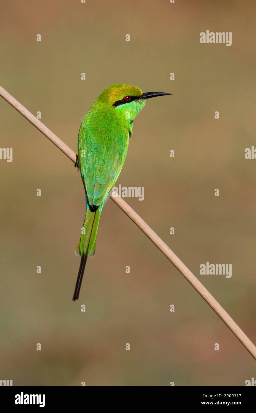 Rear view little bee eater hi-res stock photography and images - Alamy
