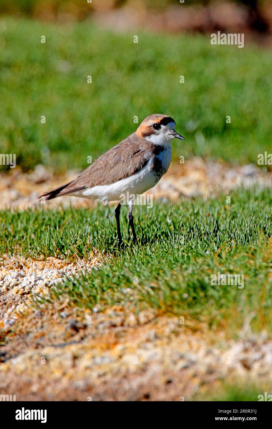 Puna Plover (Charadrius alticola) adult, standing on grassy mound in saltflats, Jujuy, Argentina Stock Photo