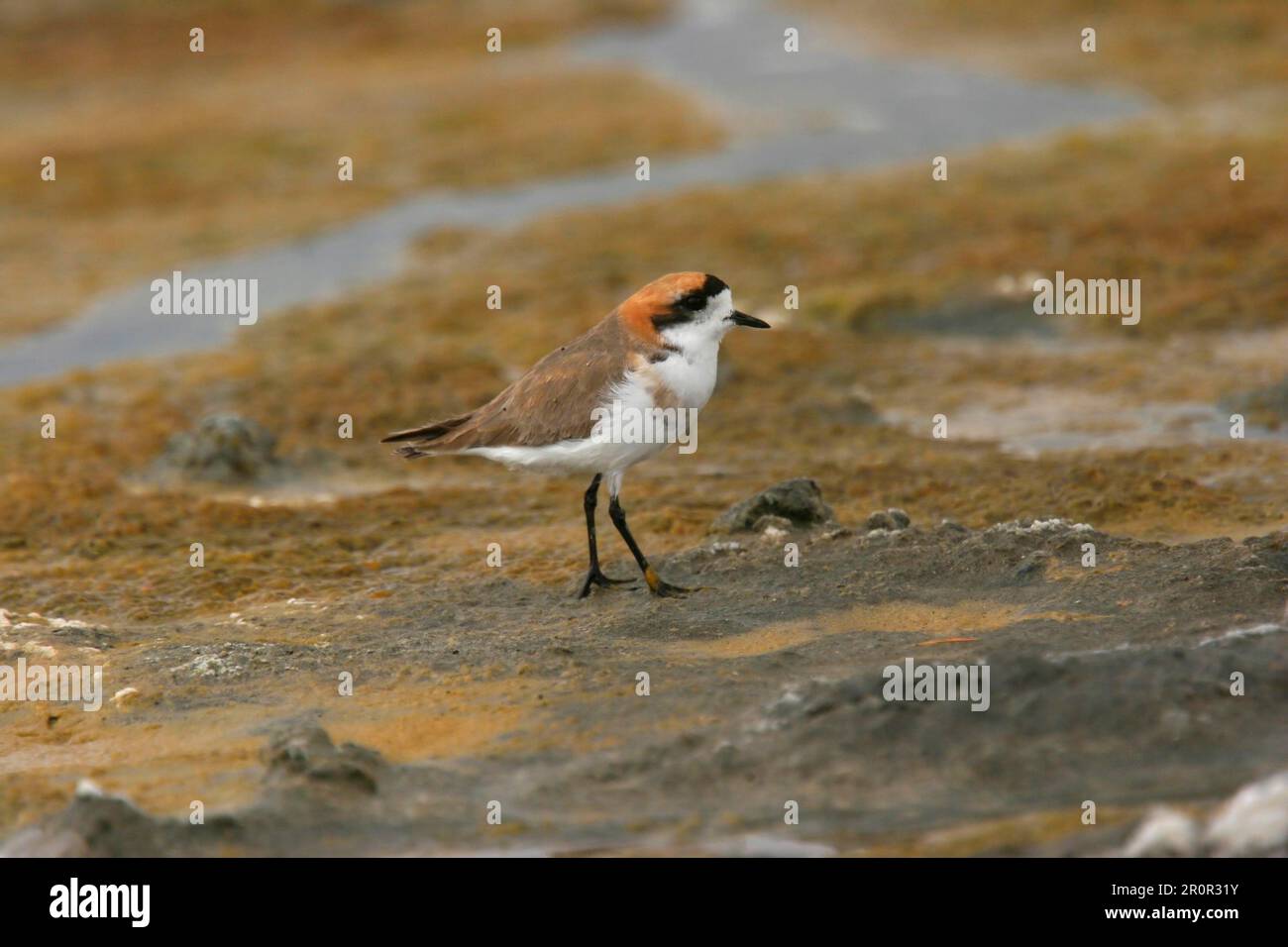 Puna plover (Charadrius alticola) adult, standing on rock, Lauca N. P. Northern Chile Stock Photo