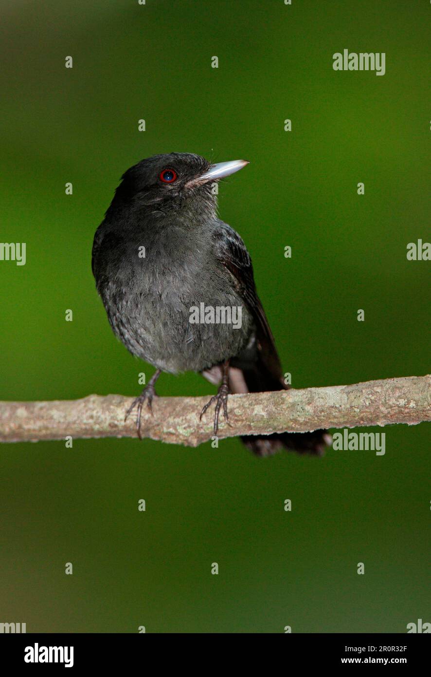 Andean tyrant (Knipolegus signatus), adult male, sitting on a branch, Jujuy, Argentina Stock Photo