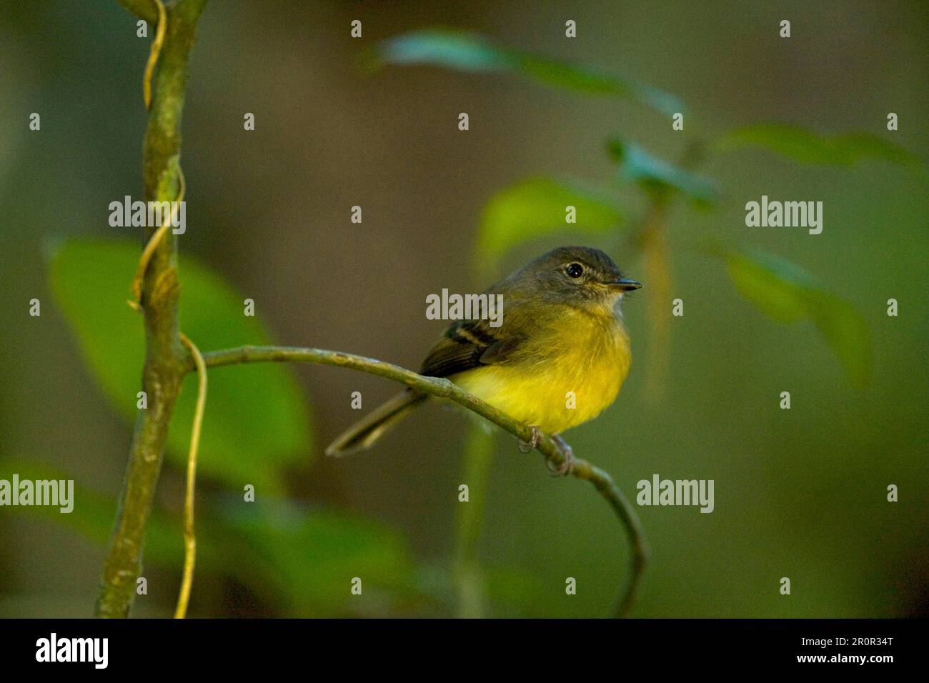 Tawny-chested Flycatcher (Aphanotriccus capitalis) adult, perched on twig, Costa Rica Stock Photo