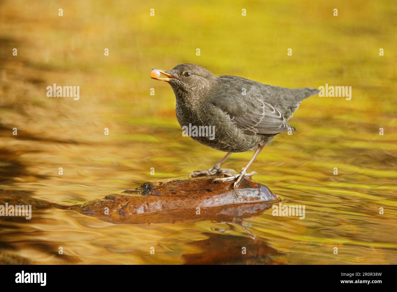 American Dipper (Cinclus mexicanus) immature, feeding on salmon egg, standing on stone in river of temperate coastal rainforest, Great Bear Stock Photo