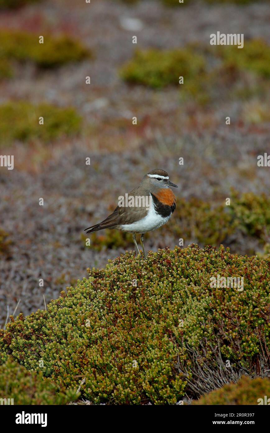 Plovers, Animals, Birds, Waders, Rufous chested Dotterel (Charadrius ...