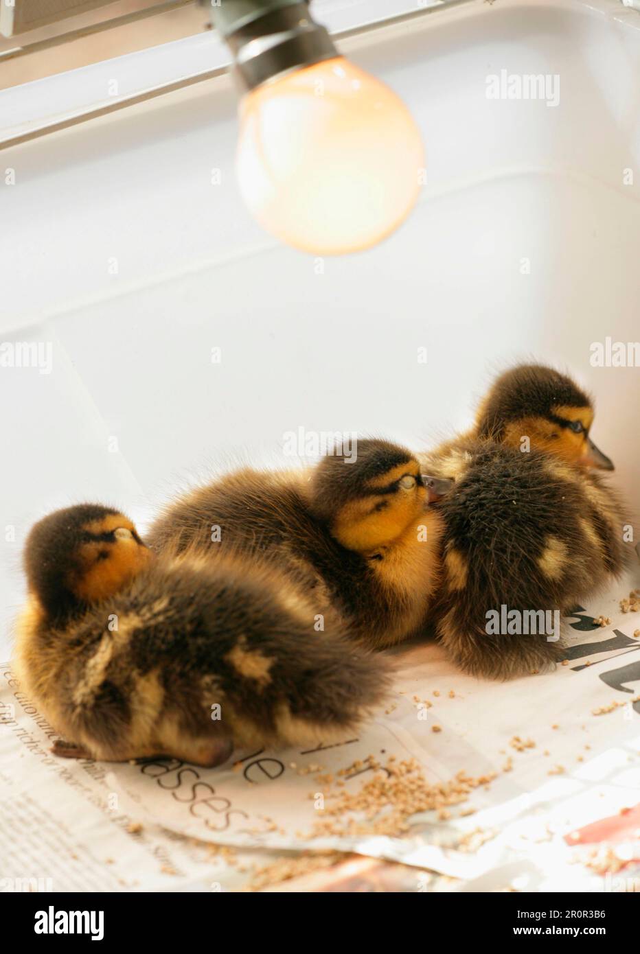 Mallards (Anas platyrhynchos) three ducklings, sleeping under heat lamp in cage, England, United