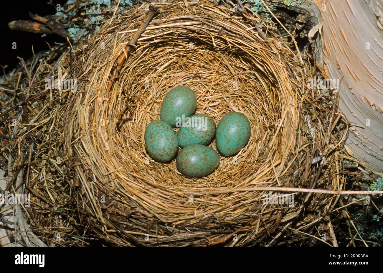 Juniper Thrush, Fieldfare (Turdus pilaris) nest and eggs, Lapland