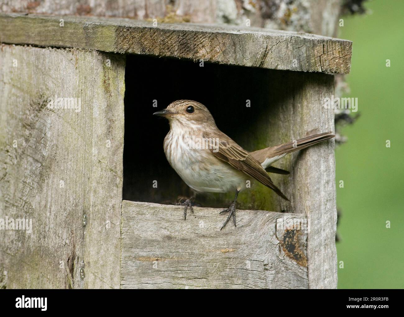 Spotted flycatcher (Muscicapa striata), Grey Flycatcher, Songbirds, Animals, Birds, Spotted Flycatcher adult, perched at open fronted nestbox Stock Photo