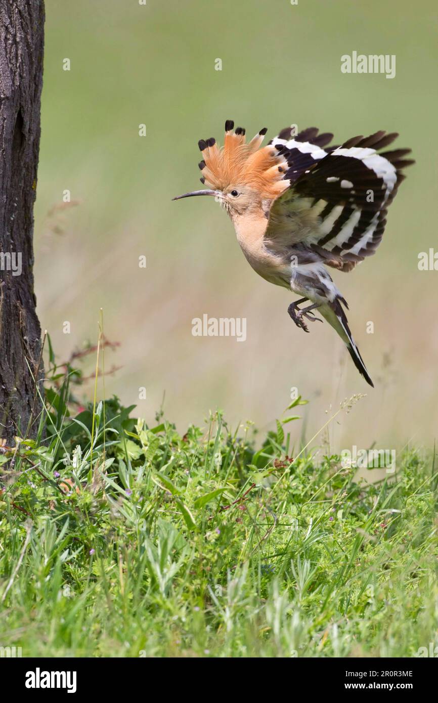 Hoopoe (Upupa epops) adult, in flight, landing at nesthole entrance, Bulgaria Stock Photo