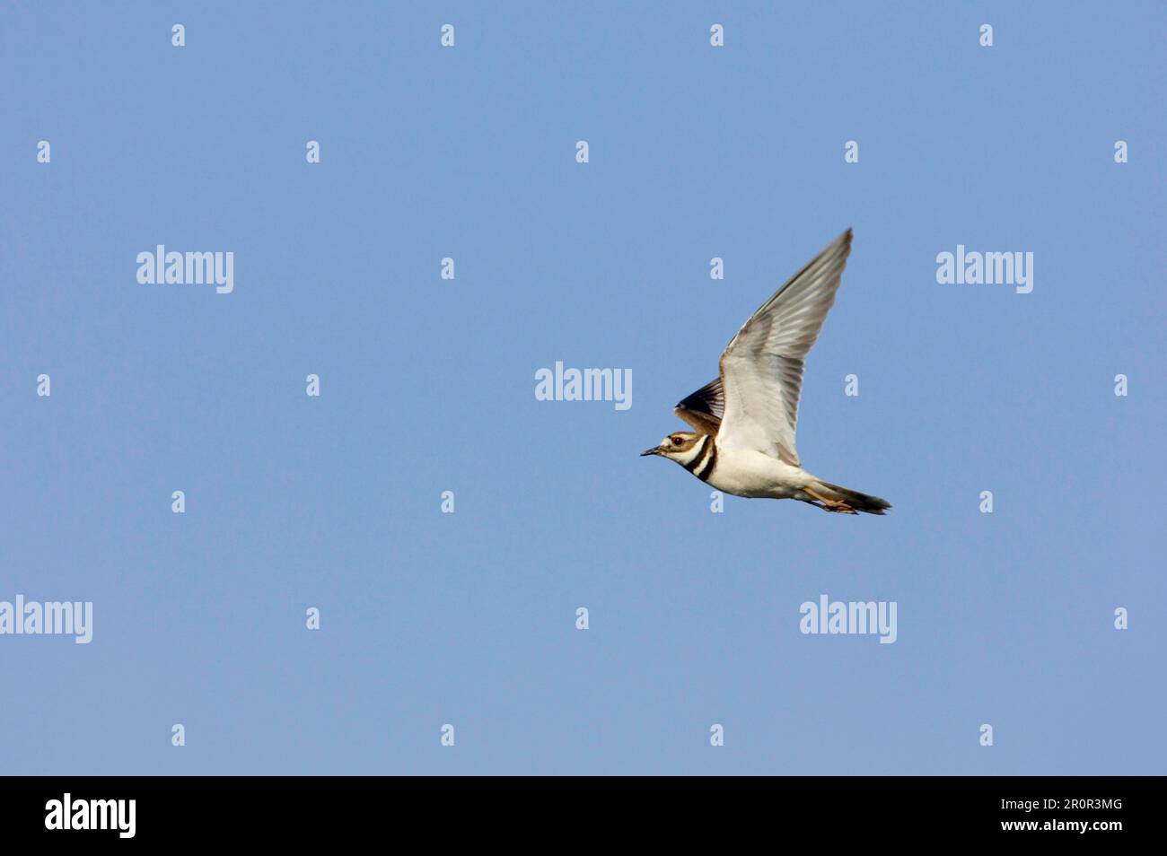 Killdeer (Charadrius vociferus) adult, in flight, Lake Kissimmee, Florida (U.) S. A Stock Photo