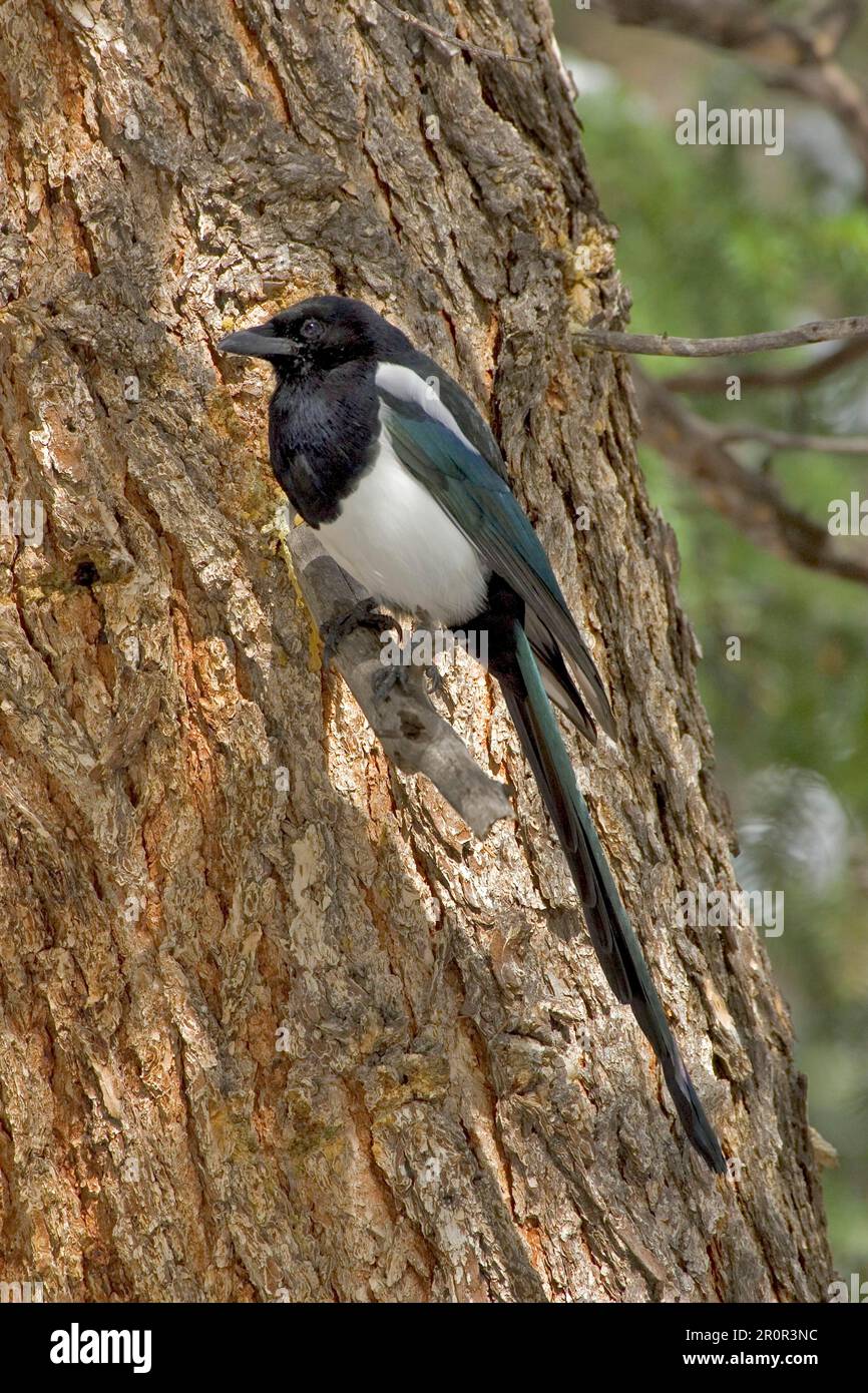 Black-billed magpie (Pica hudsonia), Hudsonian starling, corvids, songbirds, animals, birds, American magpie, Black billed magpie Stock Photo